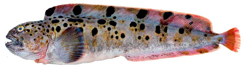 Anarhichas minor_05.jpg